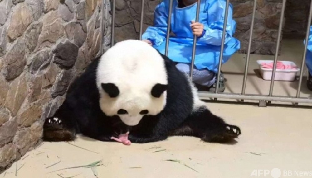 東京五輪開幕の日に 赤ちゃんパンダ誕生 中国 成都 写真3枚 国際ニュース Afpbb News