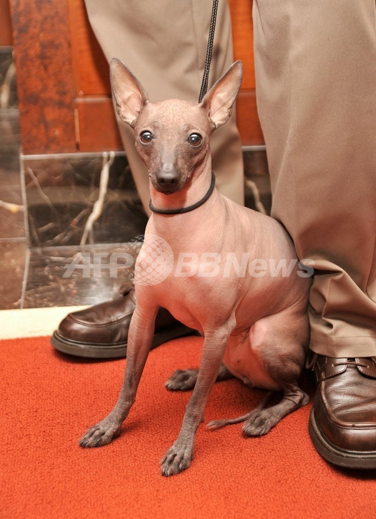 米人気犬種1位はラブラドルレトリバー 2位シェパード 国際ニュース Afpbb News