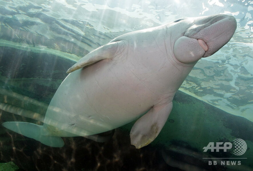 【写真特集】希少動物ジュゴン、個体数減の絶滅危惧種