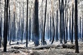 森。豪シドニー近郊（2019年11月10日撮影）。(c) PETER PARKS / AFP