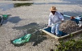 メキシコ西部ハリスコ（Jalisco）州のラグーン（潟湖）、カヒティトラン（Cajititlan）湖で、大量死した魚の死骸を回収する漁業関係者（2014年9月1日撮影）。(c)AFP/Hector Guerrero