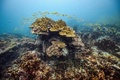 タイ・マー島沖のサンゴ（2021年11月25日撮影）。(c)Lillian SUWANRUMPHA / AFP