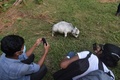 バングラデシュ・チャリグラムの農場で飼育されている体高51センチの牛「ラニ」の写真を撮る人々（2021年7月6日撮影）。(c)Munir Uz zaman / AFP