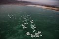 アラビア半島にある死海（Dead Sea）とその沿岸の温泉でくつろぐ人々。死海は、世界新七不思議を選出するオンライン投票の最終候補28か所の1つに選ばれている。

写真は、エンボケック（Ein Boqek）のリゾート地付近の死海に浮かぶ大きな塩のかたまり（2011年11月10日撮影）。(c)AFP/MENAHEM KAHANA