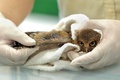 タオルにくるまれ健康診断を受けるタイワンコノハズクのひな。台湾・新竹県の六福村テーマパークで（2022年6月29日撮影）。(c)Sam Yeh / AFP