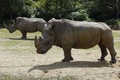 仏トワリー動物園で飼育されるサイ2頭（2002年8月1日撮影、資料写真）。(c)AFP/MARTIN BUREAU