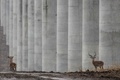 ケニアのナイロビ国立公園内で建設が進められている高架鉄道とすぐそばを歩くインパラ（2018年11月21日撮影）。(c)Photo by Yasuyoshi CHIBA / AFP