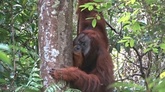 動画：薬草でけがを治癒するオランウータン インドネシアの目撃事例