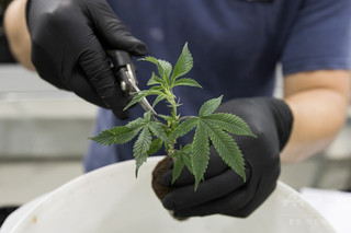 ドイツ、医療用大麻の使用を合法化 ドイツ、医療用大麻の使用を合法化