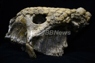 ベネズエラの油田は「ジュラシックパーク」、大量の化石見つかる 写真9