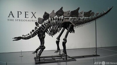 古代脊椎骨の化石標本 ティラノサウルスの化石標本がオークションに：落札価格は10億円