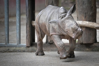 生後3か月のミナミシロサイの赤ちゃん公開 仏