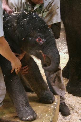 奇跡の子ゾウ、9日間のマラソン出産 オーストラリア