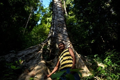 75メートルの樹上で採取、マレーシアの貴重な「トアランハニー」