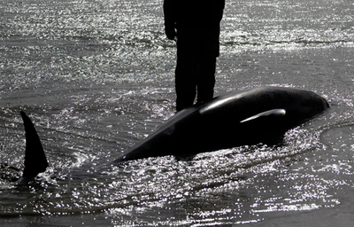 フロリダ州でクジラ22頭が座礁、週末に北米地域で3例