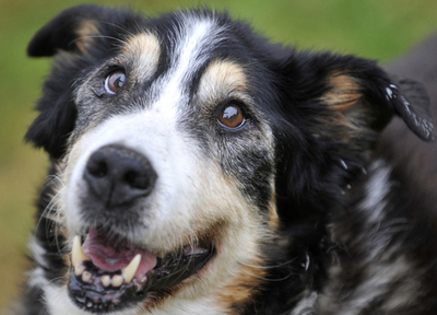 最高齢の犬は25歳、ドイツに健在か