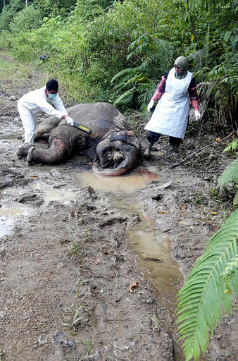 牙を取られたゾウの死骸発見、密猟か インドネシア