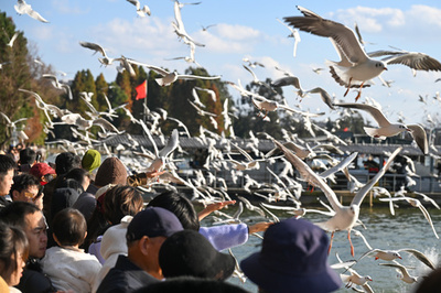 公安部、鳥類被害事件3562件を捜査