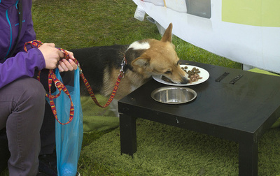 生肉ペットフードに有害バクテリアが大量混入、人間にも被害の危険性