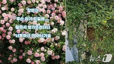 韓国のバラ撮影名所で無断切り取り…60代女性を窃盗容疑で送検
