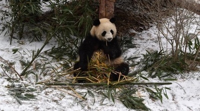 寒さもへっちゃら！ 雪の中、竹をほおばるパンダ 中国・青海省