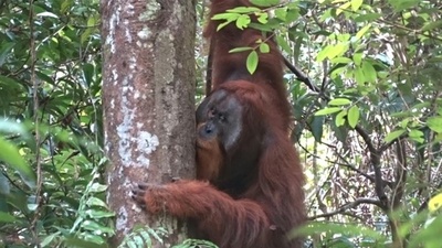 動画:薬草でけがを治癒するオランウータン インドネシアの目撃事例