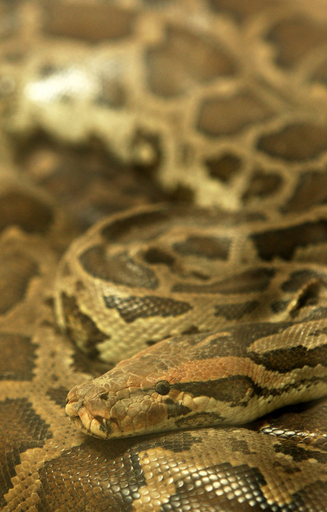 ホテルのトイレに体長2.5メートルのニシキヘビ、オランダ