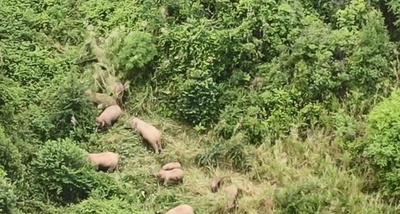 中国で「北上するゾウ」による被害は１億円超 法律で地元自治体が補償？