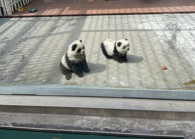 チャウチャウを染めて「パンダ犬」に 詐欺疑惑が浮上 中国
