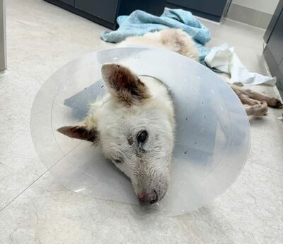 老いて病んだペットを殴る…韓国・映像撮られても飼い主「虐待してない」