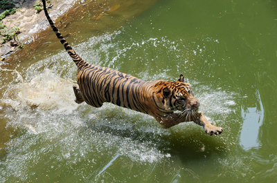 今年は寅年、スマトラトラの危機訴える絶好の機会に インドネシア