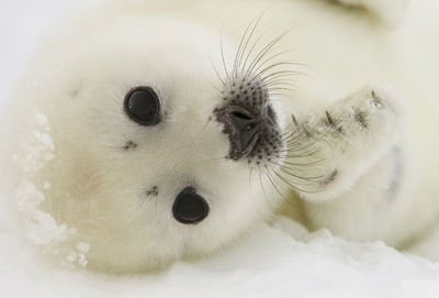 タテゴトアザラシの赤ちゃん、海氷減少で死滅の恐れ カナダ東部