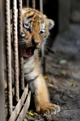 赤ちゃんベンガルトラ、動物保護施設で誕生 コロンビア