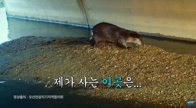 韓国サムスン半導体工場周辺で絶滅危惧種カワウソ発見…環境保護の成果が明らかに