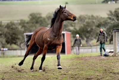 米スター競走馬、まさかの悲しい最期