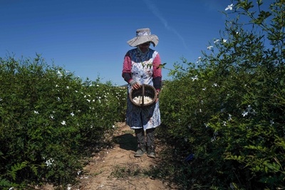 シャネル「No.5」100周年、原材料の摘み取り風景