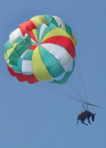「空飛ぶロバ」にけがはなし、「心の傷」は不明 ロシア