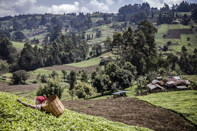 有名紅茶ブランドのケニア農園で性暴力横行 BBC報道