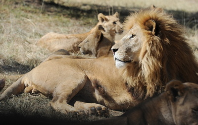南ア、ライオンが車内に飛び込み米女性かみ殺す