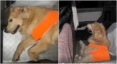 韓国・猛暑の車内で数年間暮らしたゴールデンレトリバー、7歳で初めて「普通の暮らし」へ
