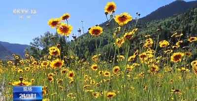 ムギワラギクが中国の高原農家に「恵まれた雇用」生み出す