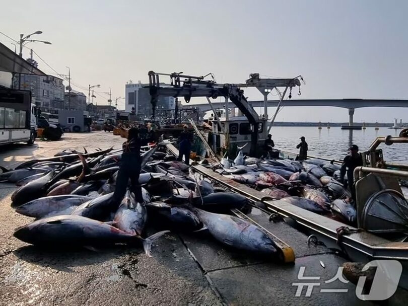 2025年7月8日、慶尚北道・盈徳郡の江口港で、沖合の定置網にかかった大物マグロの出荷準備を進める漁民(c)news1