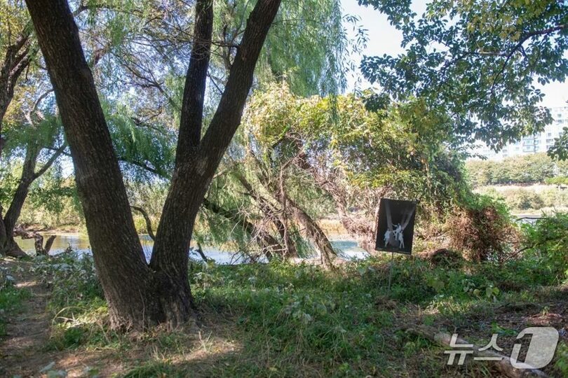 RESCENEの撮影写真を載せた案内板がある八峴湿地＝10月16日、大邱市(c)news1