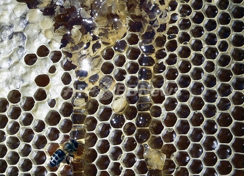 ハチの巣の建築方法を解明 研究 写真1枚 国際ニュース Afpbb News