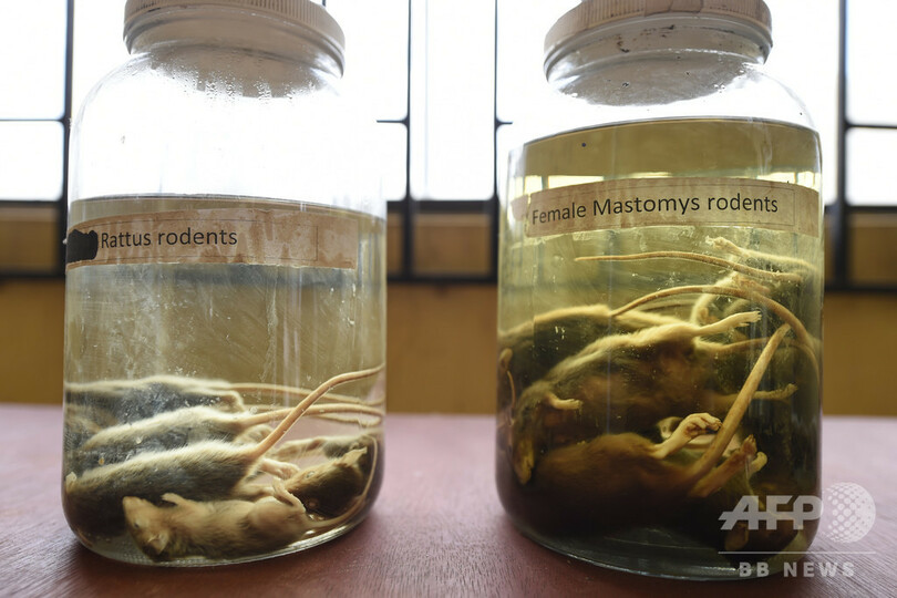 ナイジェリアでラッサ熱流行、今月だけで41人死亡