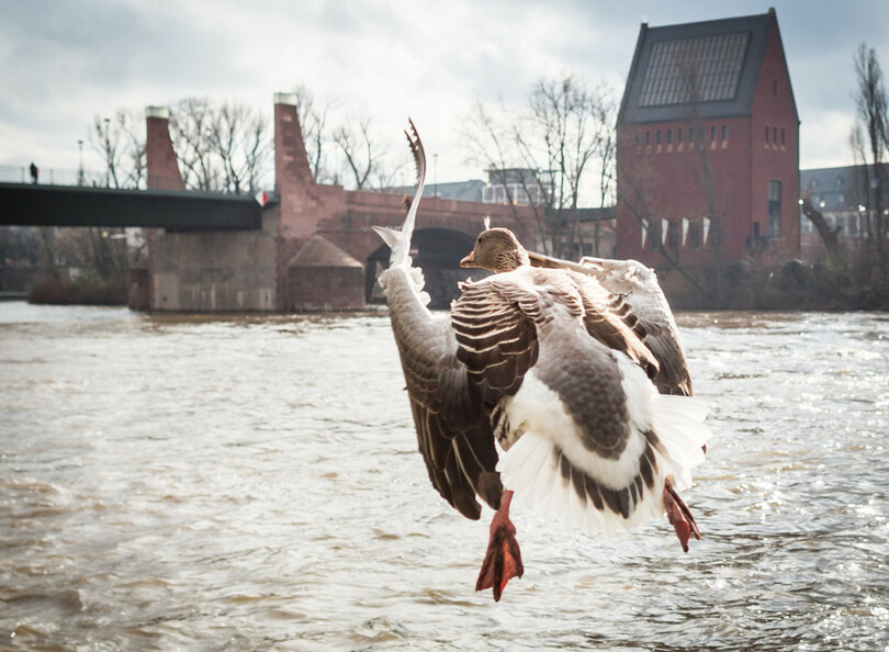 カメラが捉えた飛び立った直後のガン、ドイツ