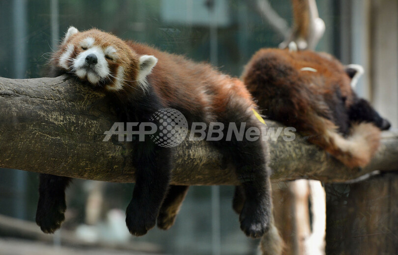 手足ぶら～り、北京動物園の居眠りレッサーパンダ