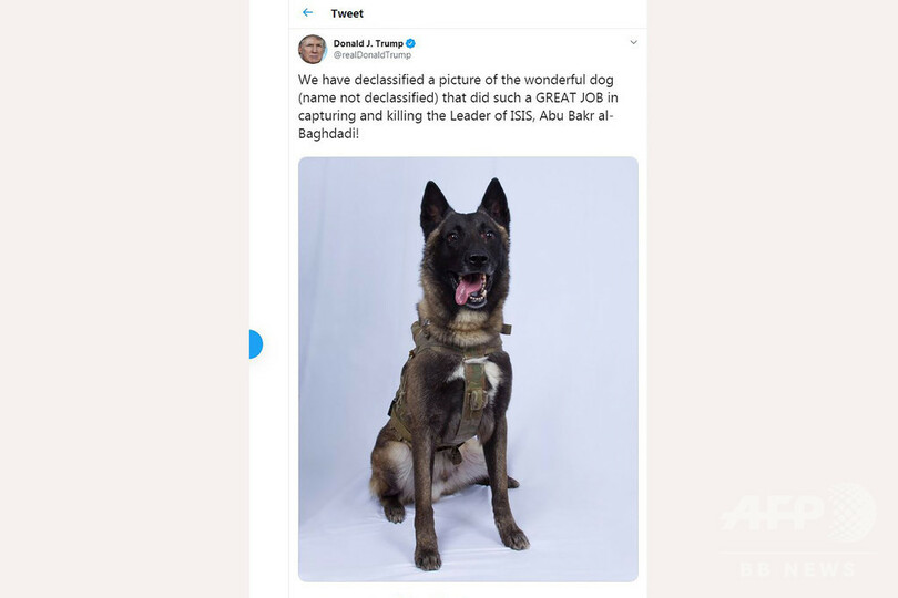 バグダディ容疑者掃討作戦で負傷の米軍用犬、任務に復帰