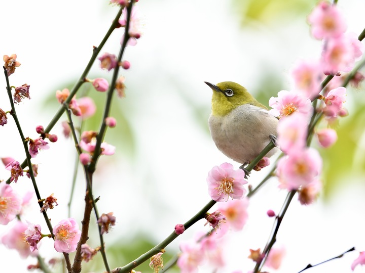 春の訪れを告げるメジロ 福建省福州市 写真8枚 国際ニュース Afpbb News