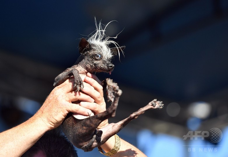 愛らしさも世界一 醜い犬コンテスト 今年も開催 米国 写真21枚 国際ニュース Afpbb News